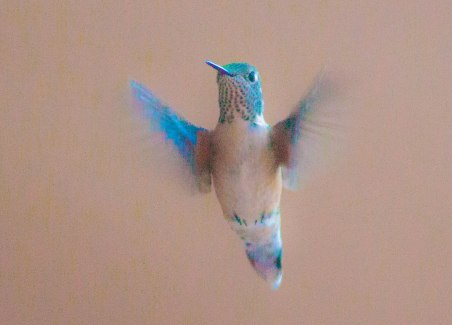 Edited Hummingbird (35 of 1)