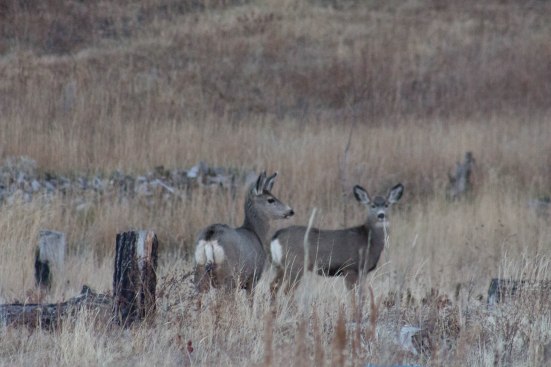 Deer (42 of 2)