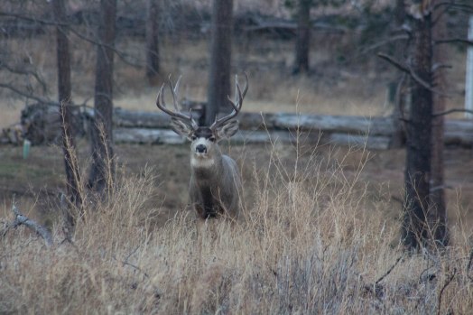 Deer (42 of 32)