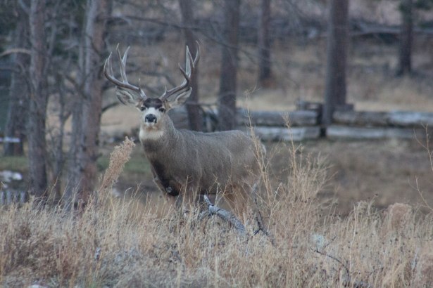 Deer (45 of 32)